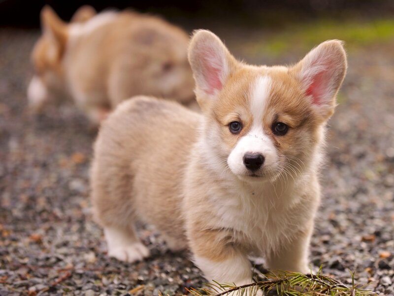 Corgi puppy on gravel