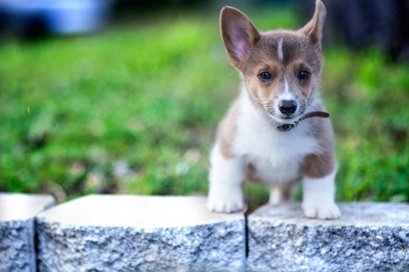 Corgi Puppy on Wall