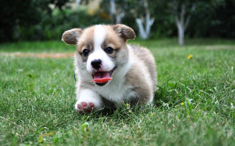 Corgi Puppy Running — Green, Playful