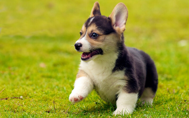 Corgi Puppy Running — Green