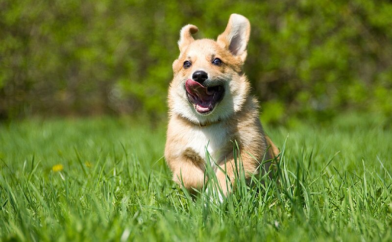 Corgi Puppy Running