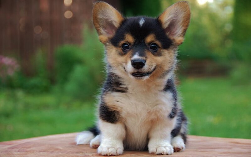 Corgi Puppy Sitting — Black