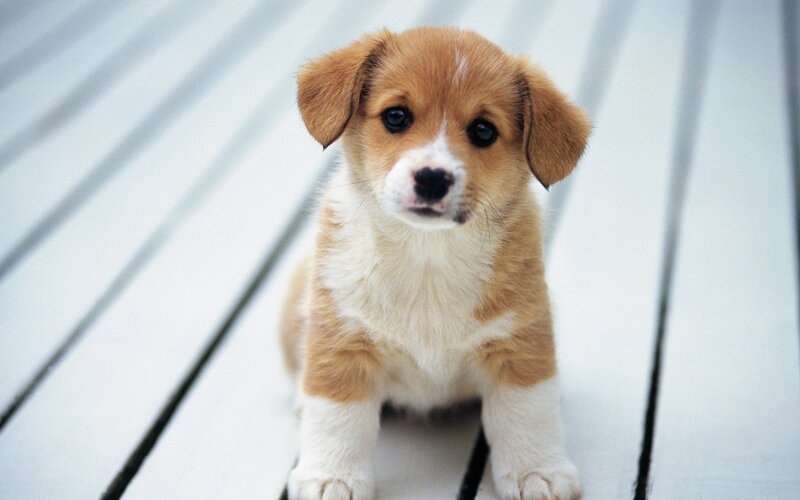 Corgi Puppy Sitting — Brown, Calm, Photograph, Wooden Surface, White