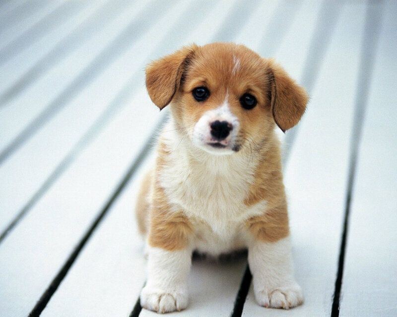 Corgi Puppy Sitting — Brown, Calm