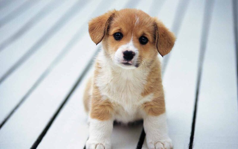 Corgi Puppy Sitting — Brown