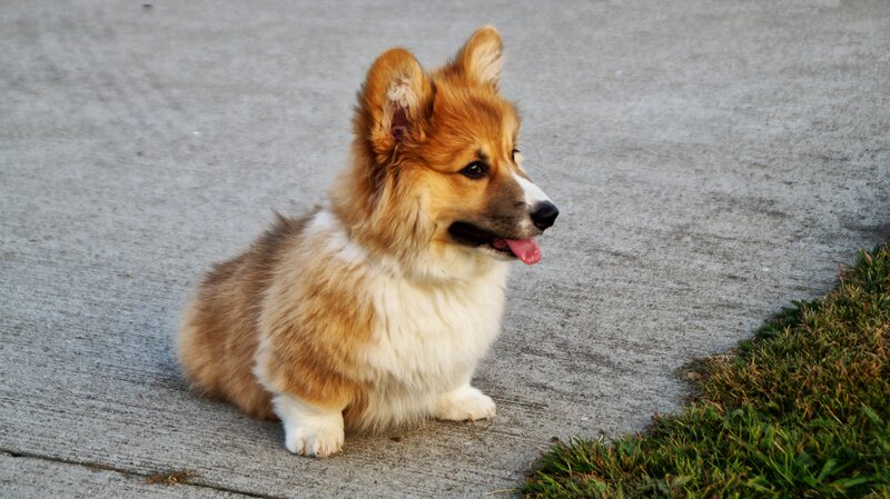 corgi puppy sitting on pavement