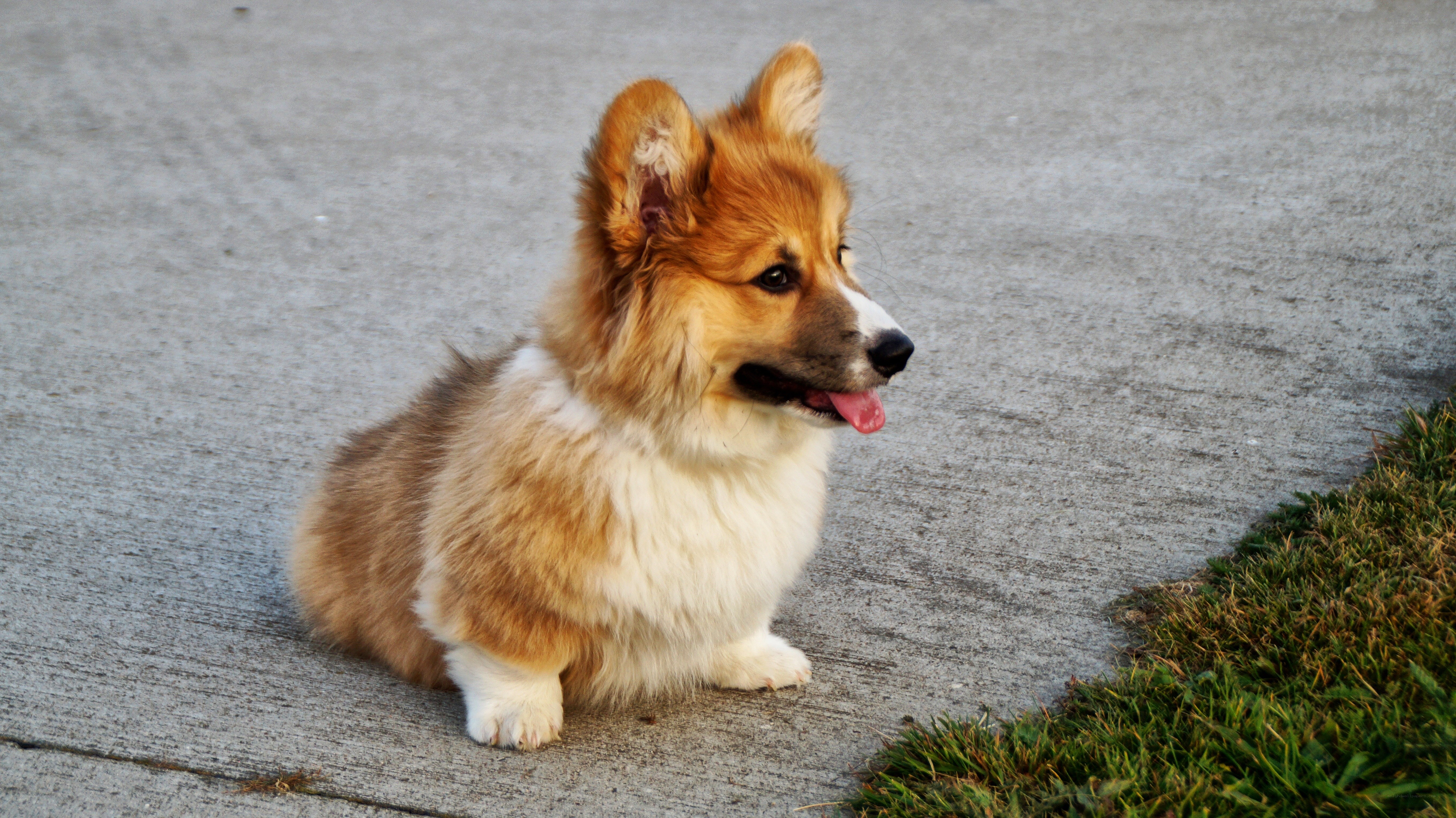 corgi puppy sitting on pavement