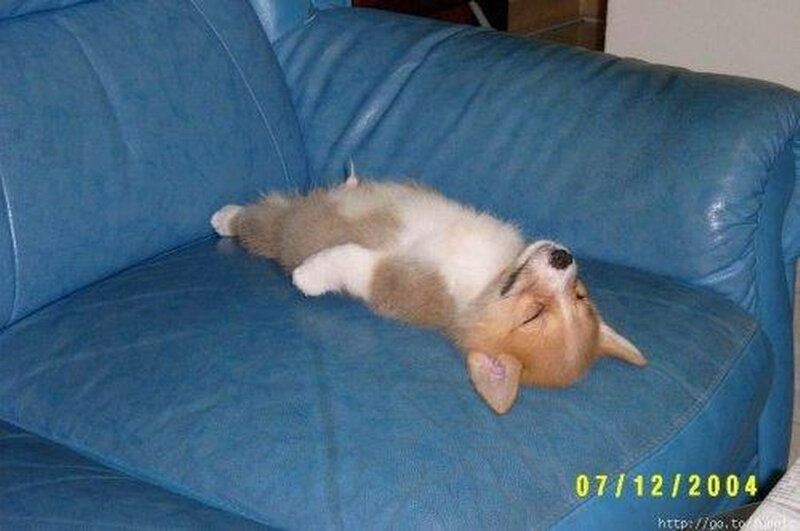 Corgi Puppy Sleeping — Blue