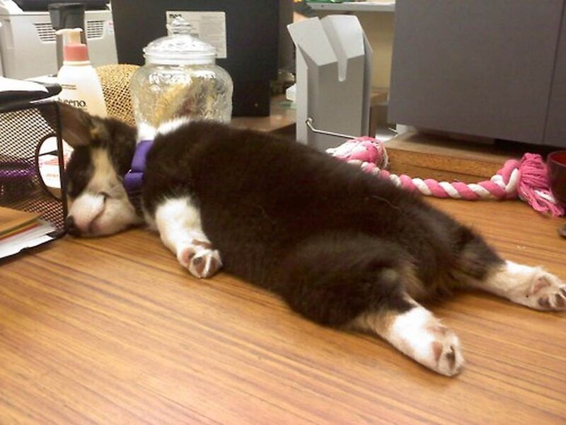 Corgi Puppy Sleeping — Brown, Calm