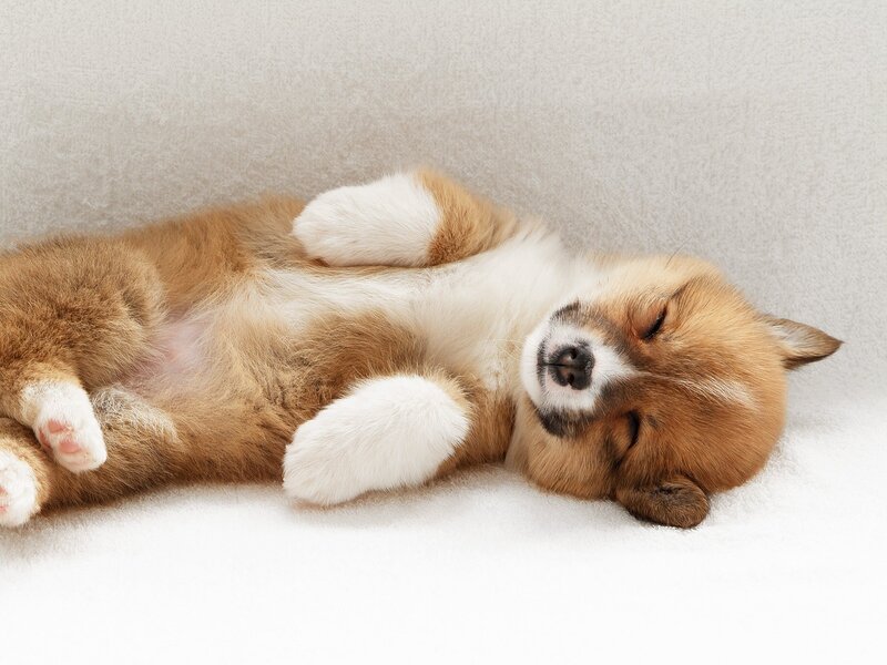 Corgi Puppy Sleeping — Brown, Peaceful, Photograph