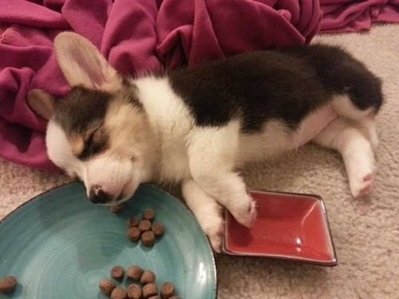 Corgi Puppy Sleeping — Brown