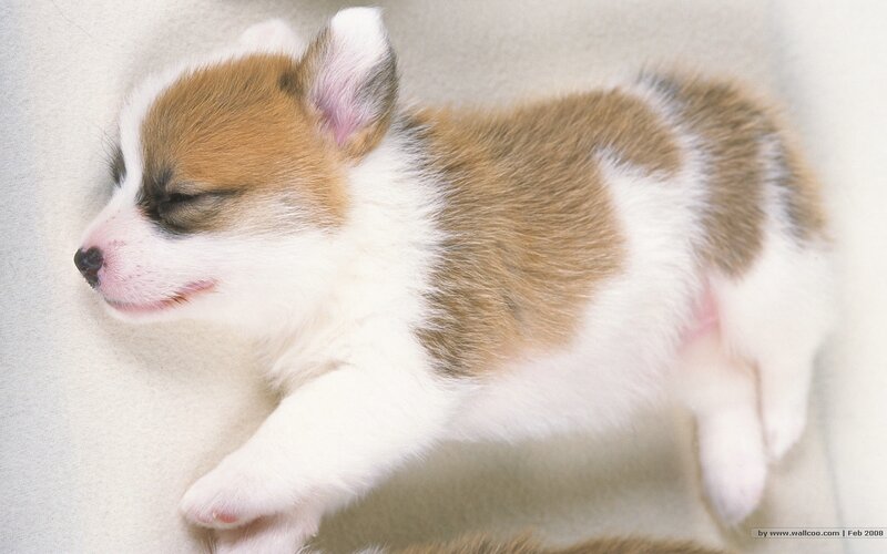 Corgi Puppy Sleeping