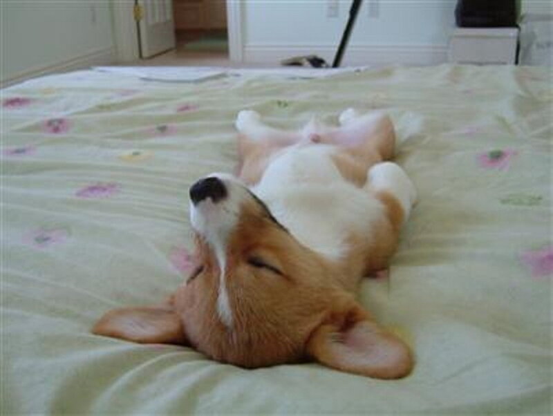 Corgi Puppy Sleeping — White