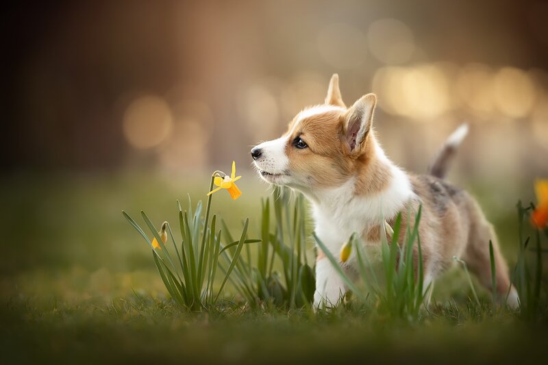 Corgi Puppy Sniffing Flower