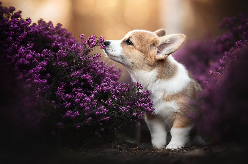 Corgi Puppy Sniffing Flowers