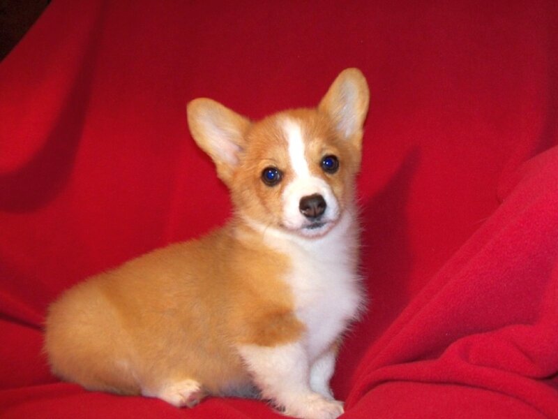 Corgi Puppy
