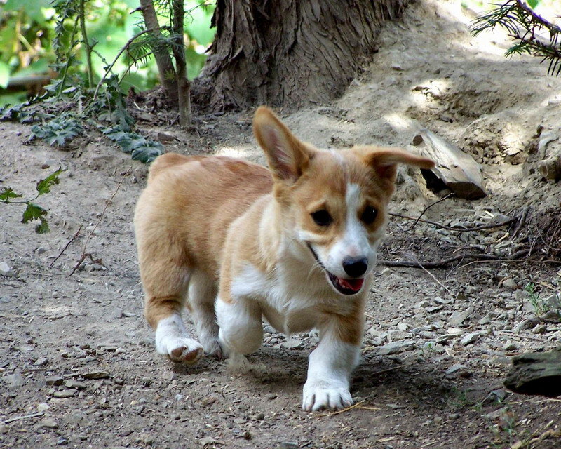 Corgi Puppy Walking