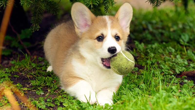 Corgi Puppy with Ball