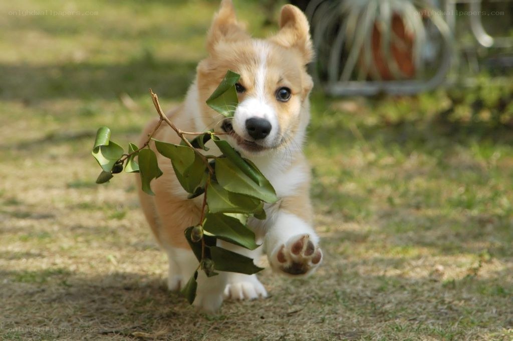 corgi puppy with branch