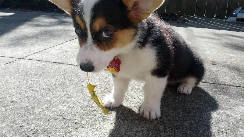 Corgi puppy with leaf