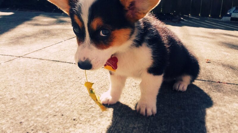 corgi puppy with leaf