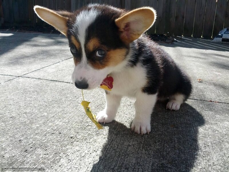 Corgi Puppy with Leaf — Black, Calm, Afternoon