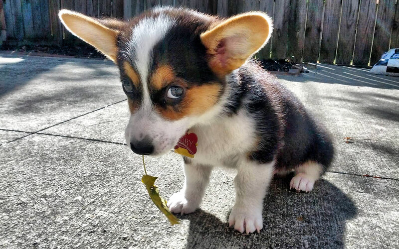 Corgi Puppy with Leaf — Black, Calm