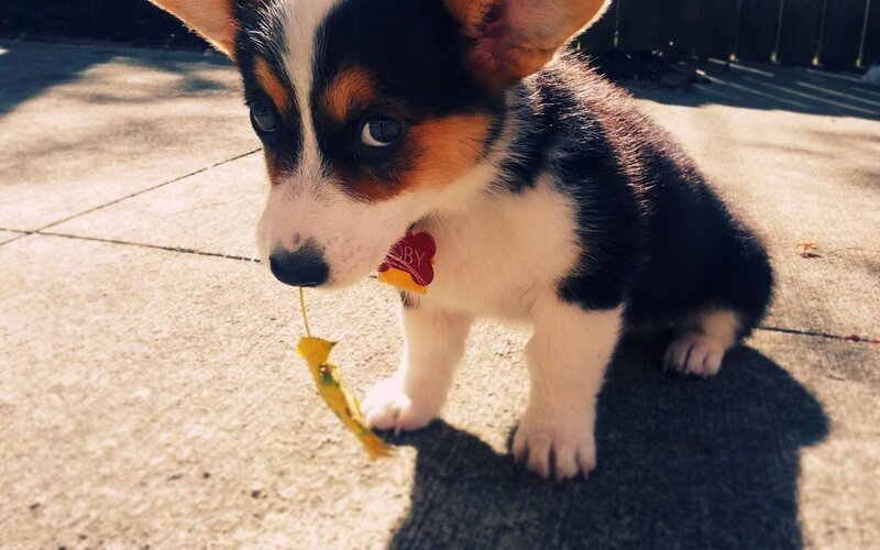 Corgi Puppy with Leaf — Brown