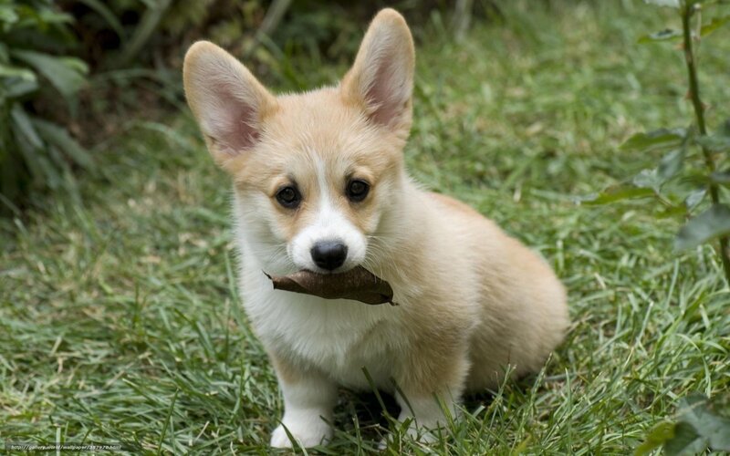 Corgi Puppy with Leaf — Green