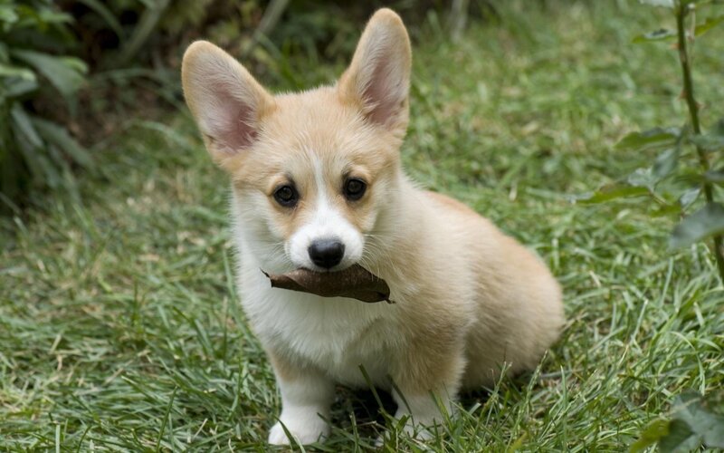 corgi puppy with leaf