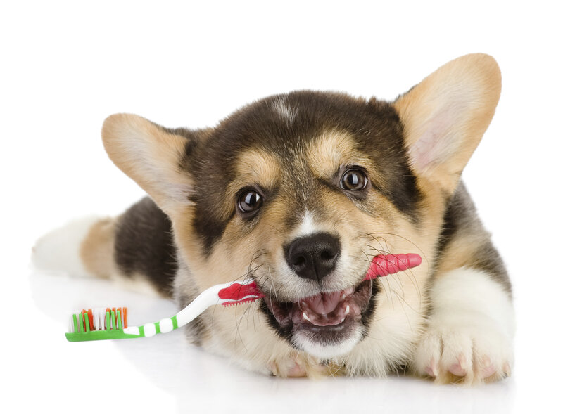 Corgi Puppy with Toothbrush — Brown