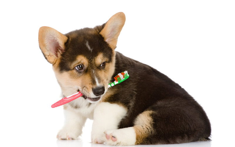 Corgi Puppy with Toothbrush