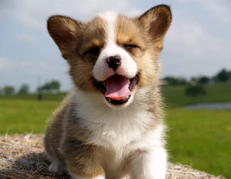 Corgi Puppy Yawning — Brown