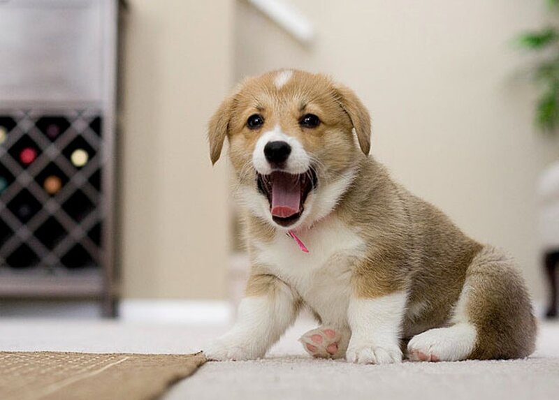Corgi Puppy Yawning