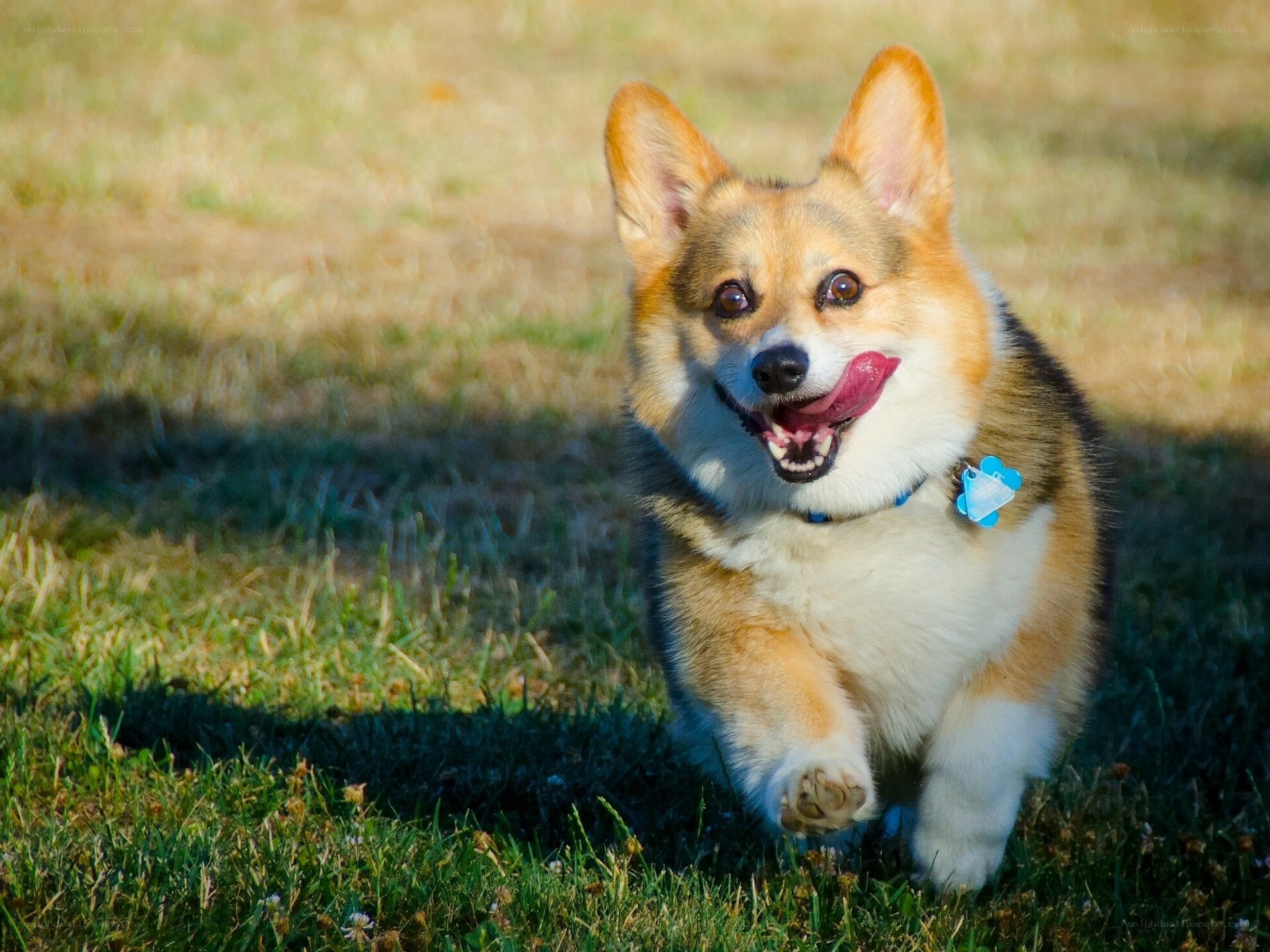 Corgi running in a field