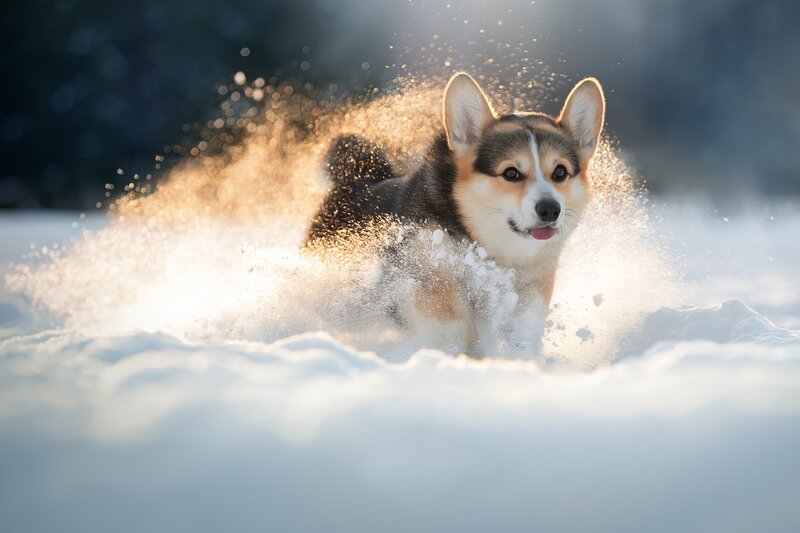 Corgi Running in Snow