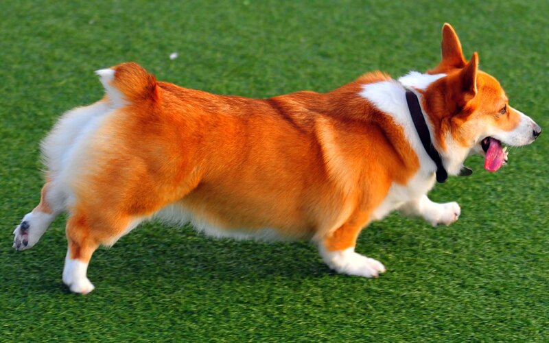 corgi running on grass