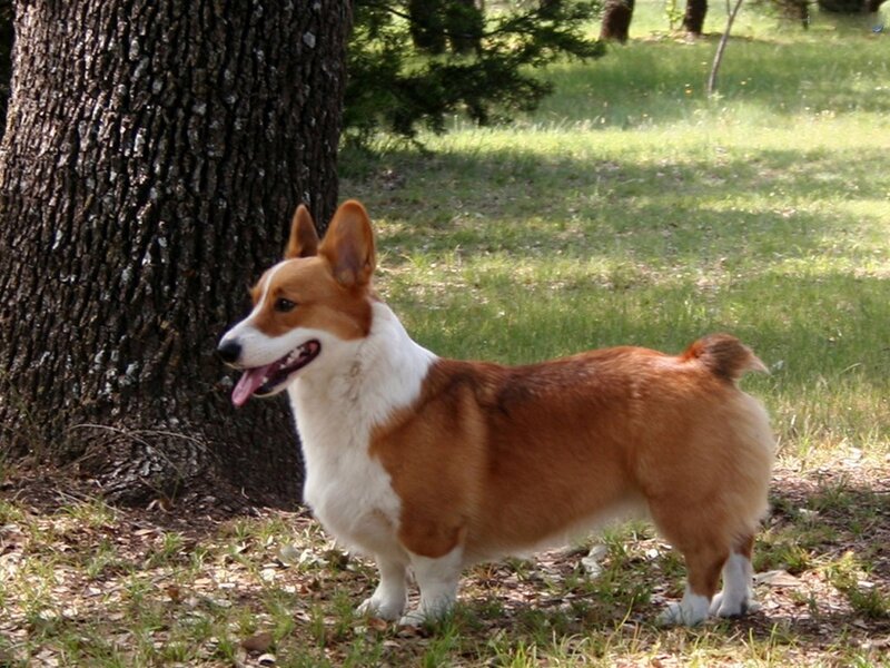 Corgi standing by a tree