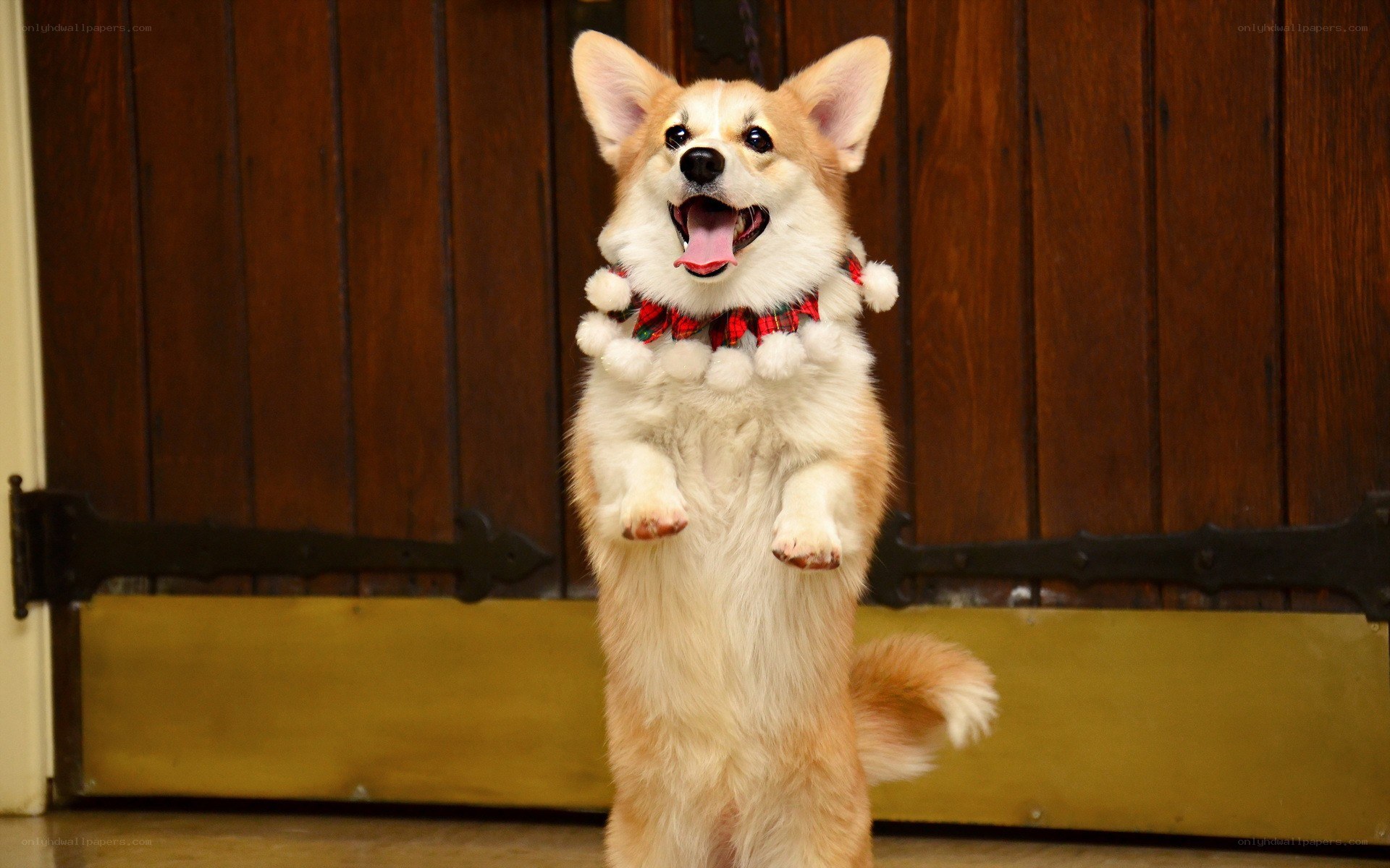corgi standing on hind legs