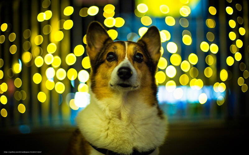 Corgi with bokeh lights