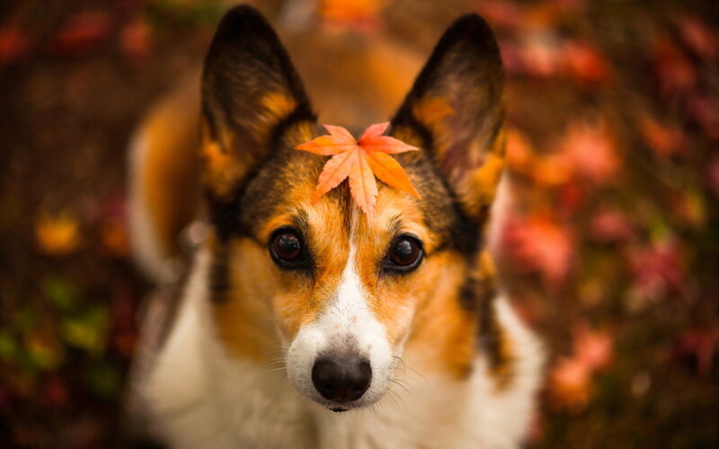 Corgi with Leaf on Head