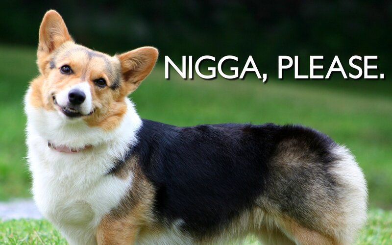 Corgi with text overlay
