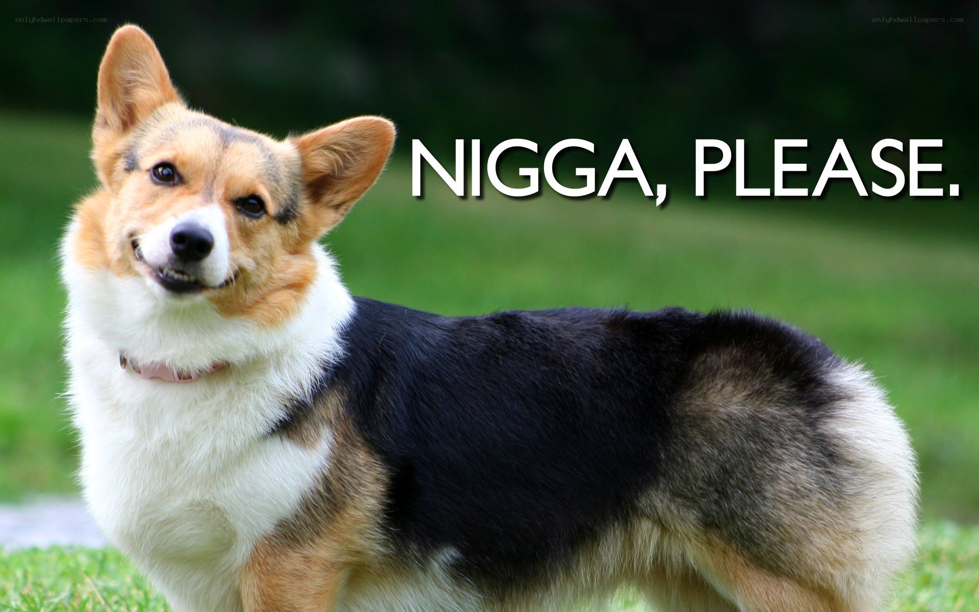 Corgi with text overlay