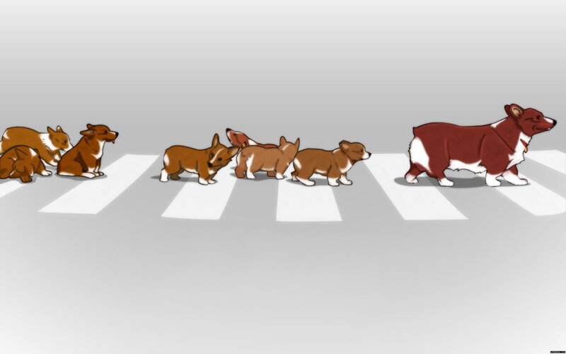 corgis crossing the street