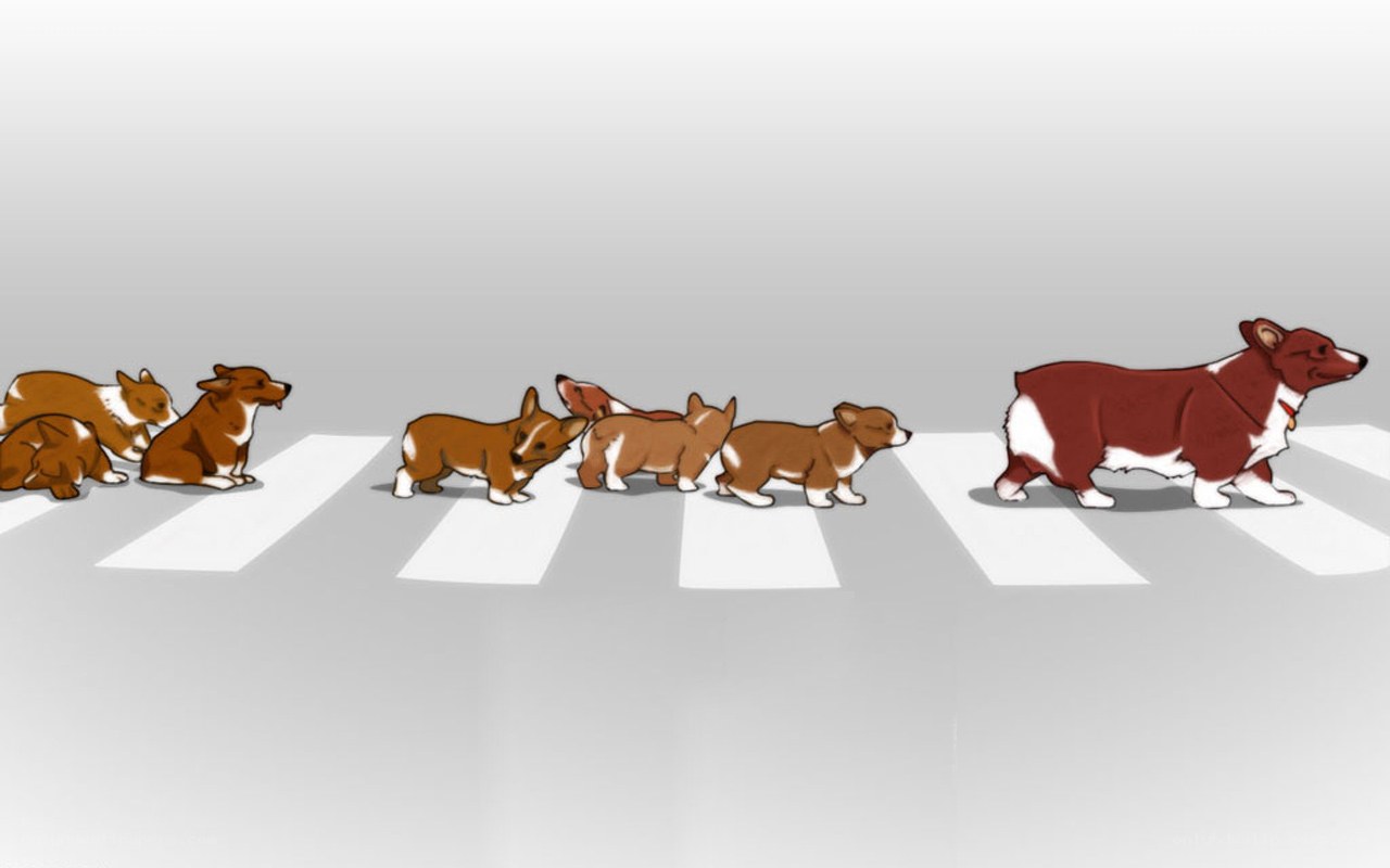 corgis crossing the street