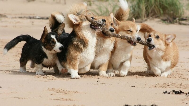 corgis playing with a stick