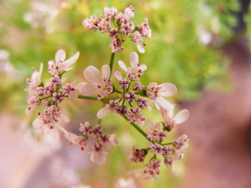 Coriander Flower Cluster