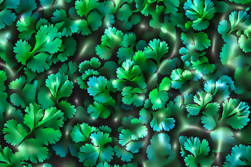 Coriander Leaves