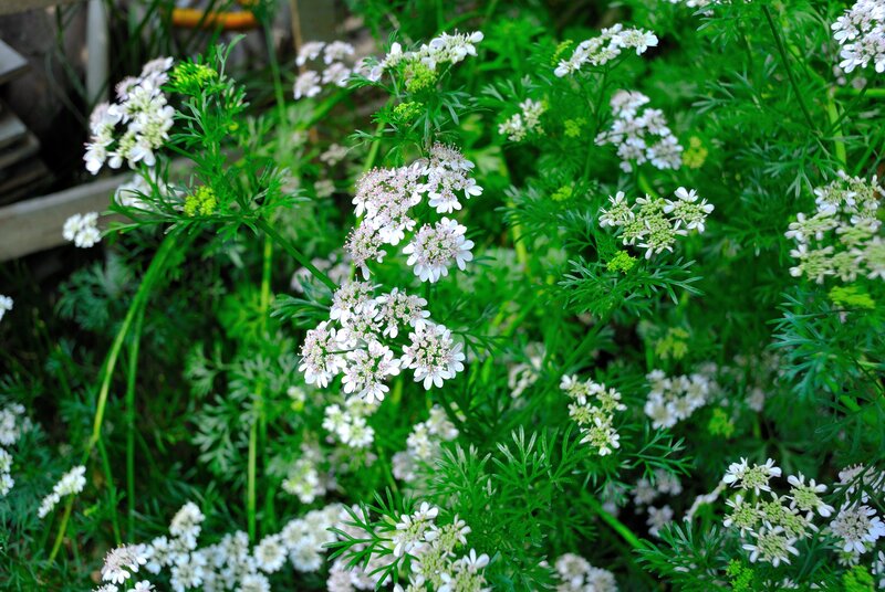 coriander plant with white flowers