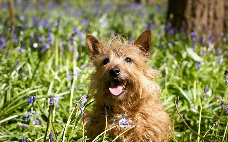 Corky Dog in Flowers